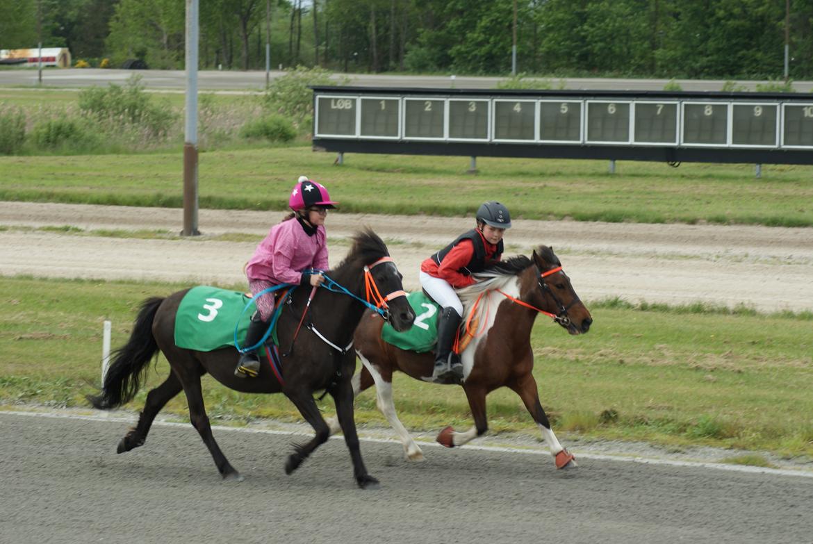 Anden særlig race Søndervangs Zita billede 17