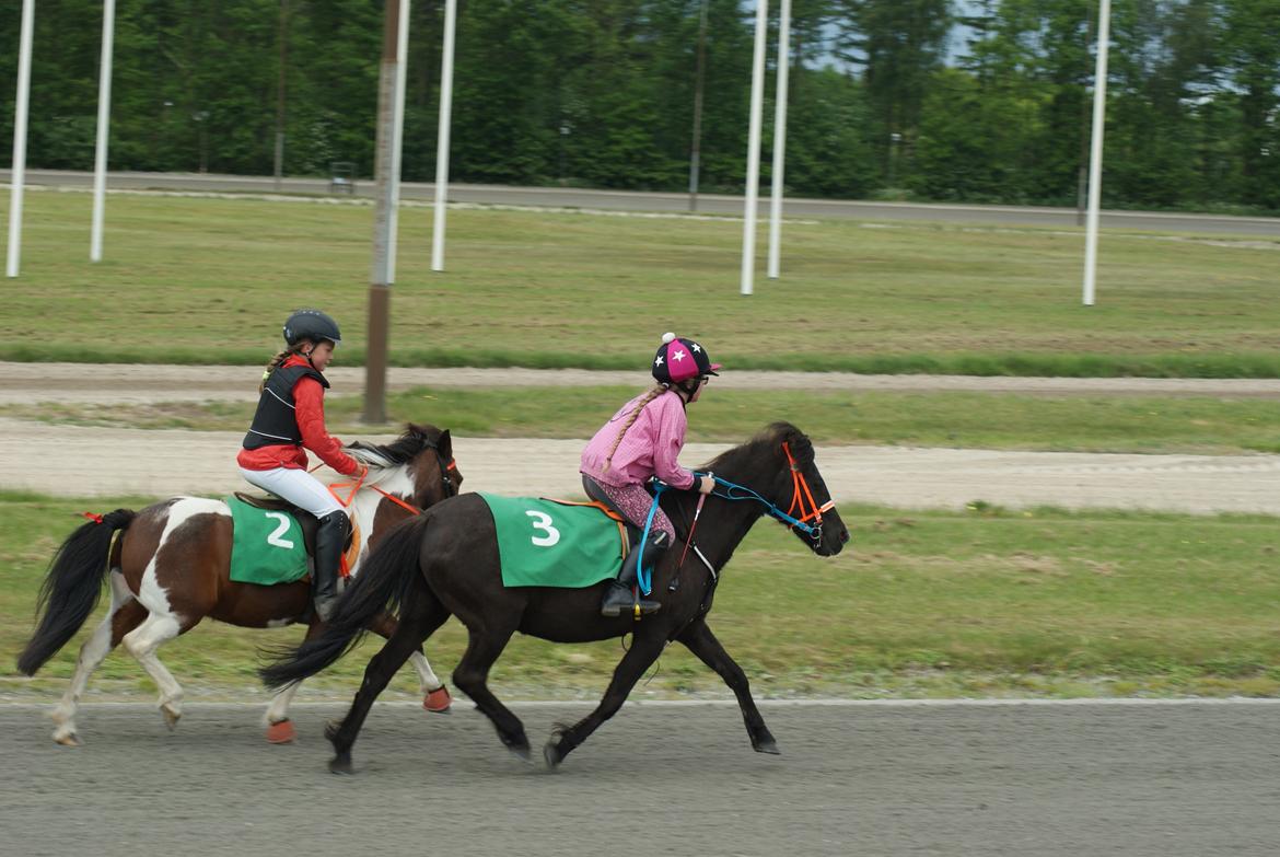 Anden særlig race Søndervangs Zita billede 18