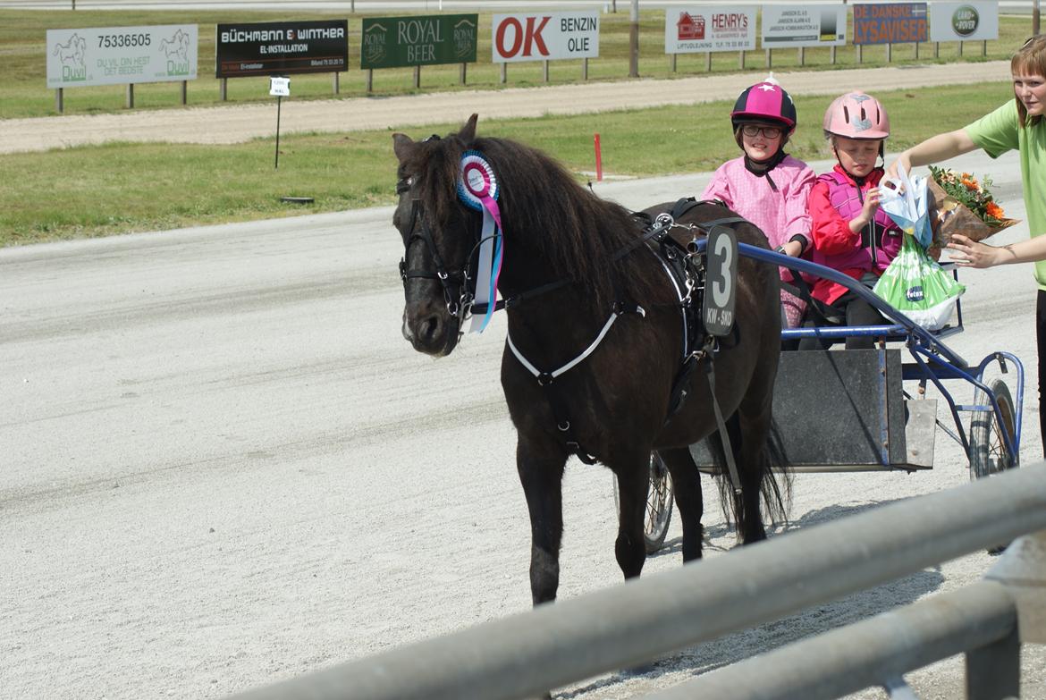 Anden særlig race Søndervangs Zita billede 19