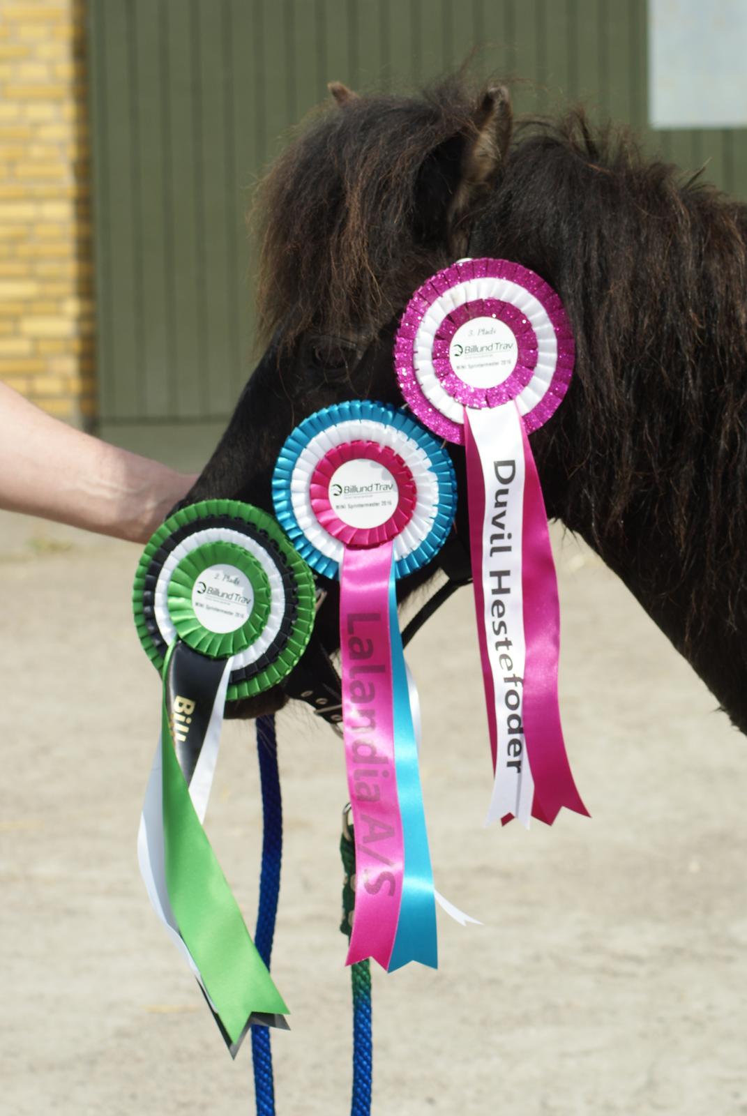 Anden særlig race Søndervangs Zita billede 1