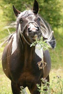 Pinto Lyvang's magic *himmelhest* billede 1