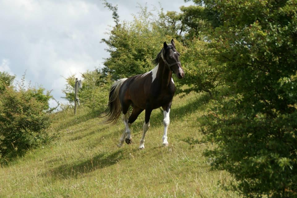 Pinto Lyvang's magic *himmelhest* billede 2