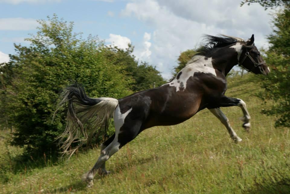 Pinto Lyvang's magic *himmelhest* billede 3