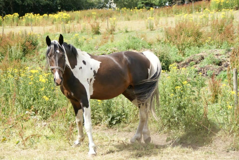 Pinto Lyvang's magic *himmelhest* billede 5