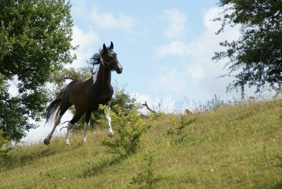 Pinto Lyvang's magic *himmelhest* billede 4