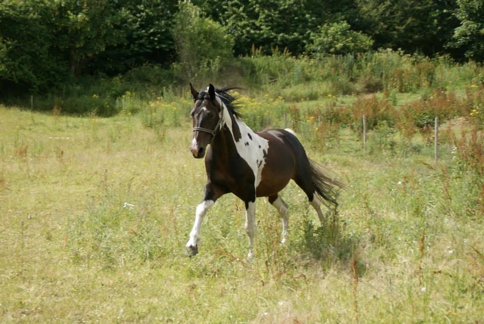 Pinto Lyvang's magic *himmelhest* billede 6