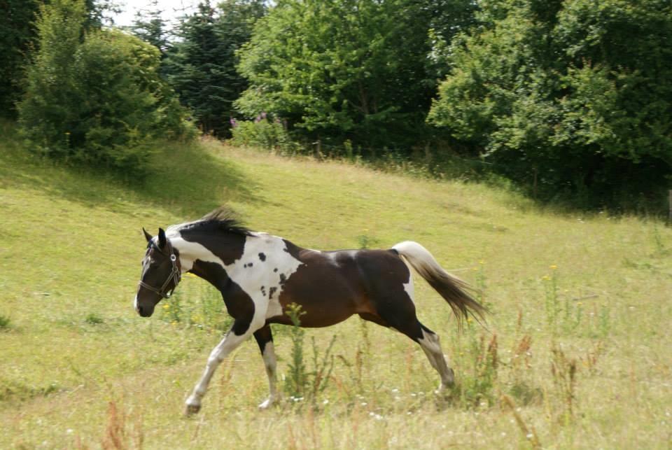 Pinto Lyvang's magic *himmelhest* billede 8