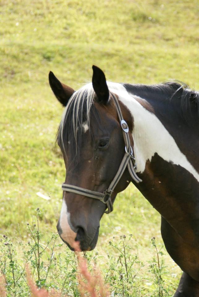 Pinto Lyvang's magic *himmelhest* billede 9