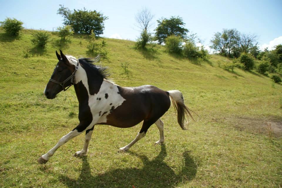 Pinto Lyvang's magic *himmelhest* billede 10