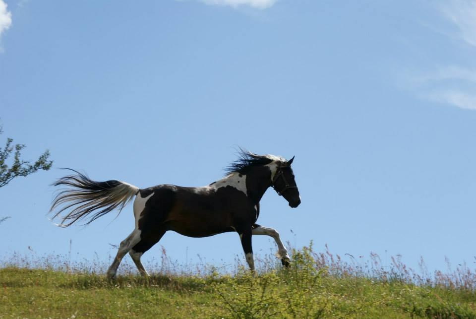 Pinto Lyvang's magic *himmelhest* billede 11