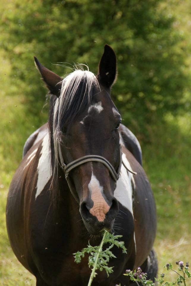 Pinto Lyvang's magic *himmelhest* billede 12