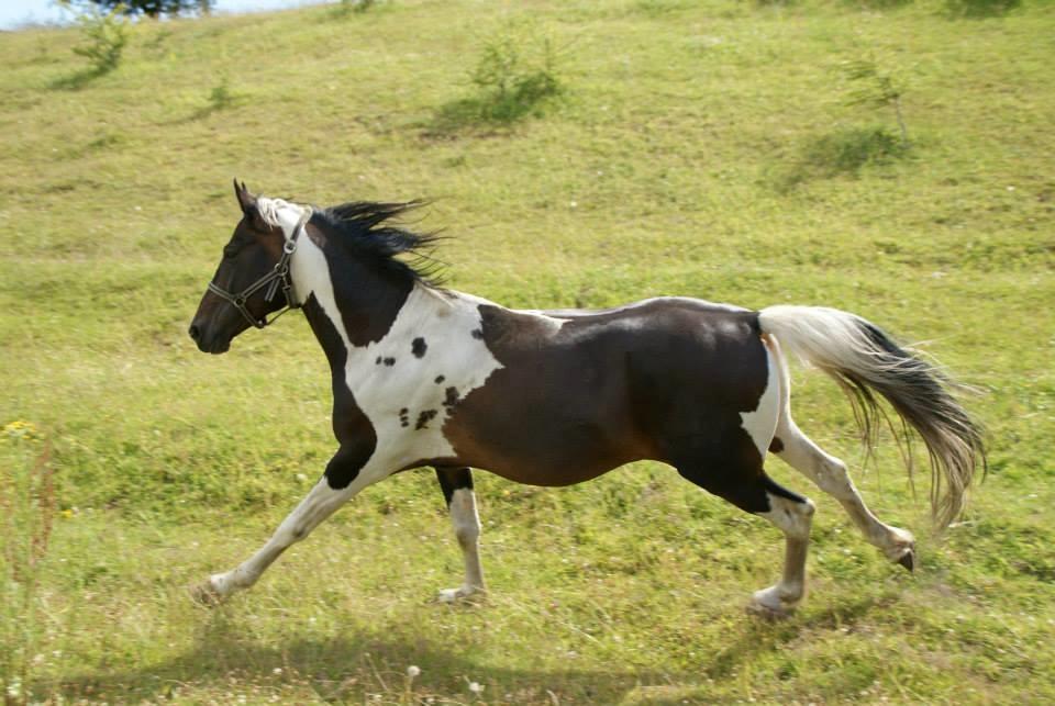 Pinto Lyvang's magic *himmelhest* billede 13