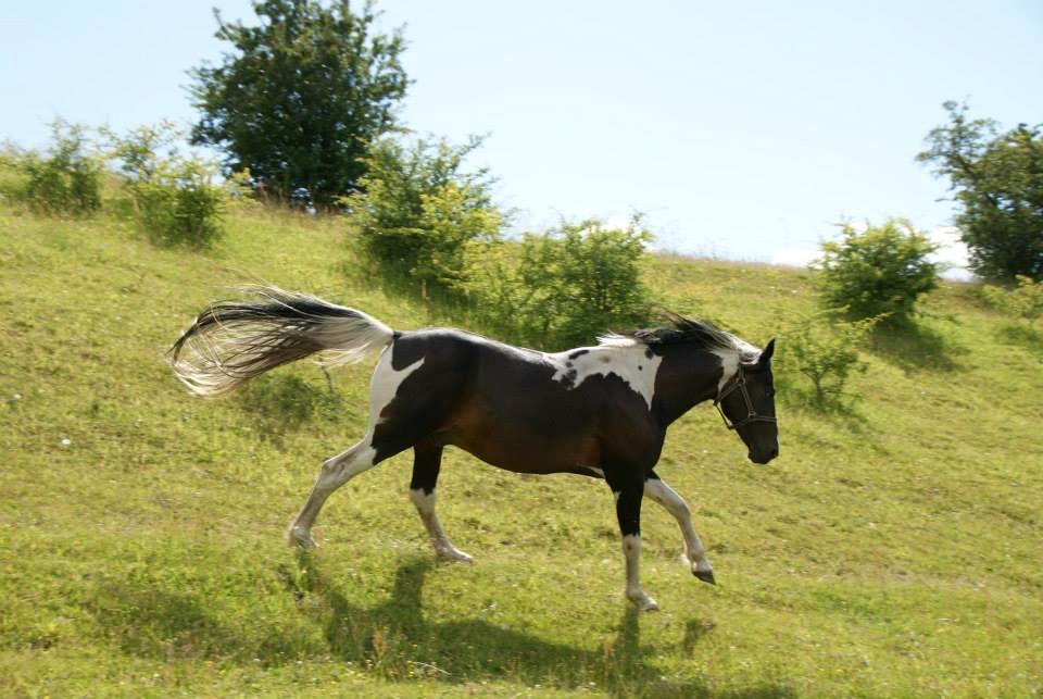 Pinto Lyvang's magic *himmelhest* billede 14