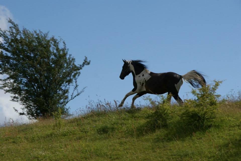 Pinto Lyvang's magic *himmelhest* billede 15