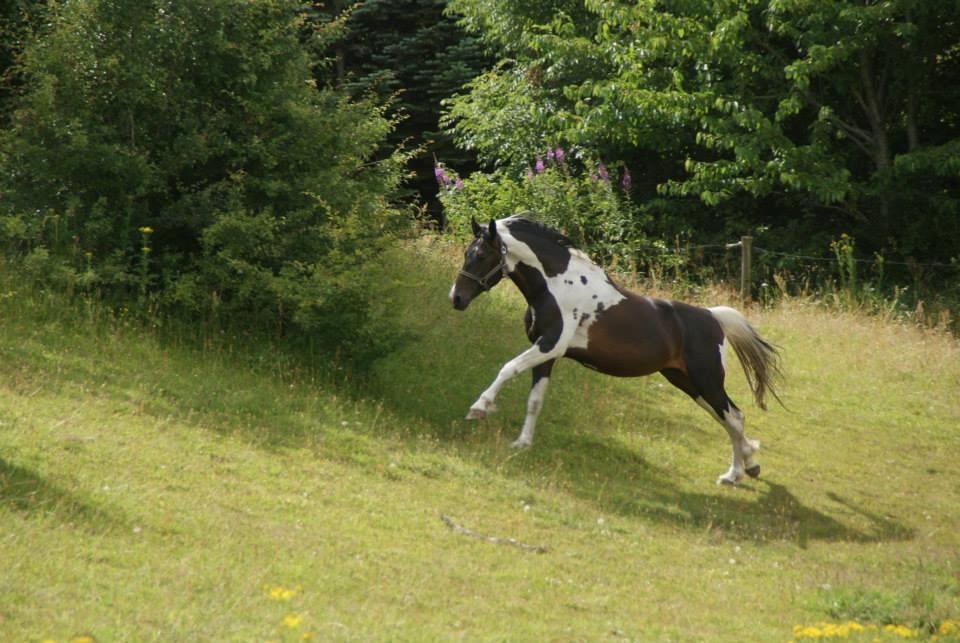 Pinto Lyvang's magic *himmelhest* billede 7