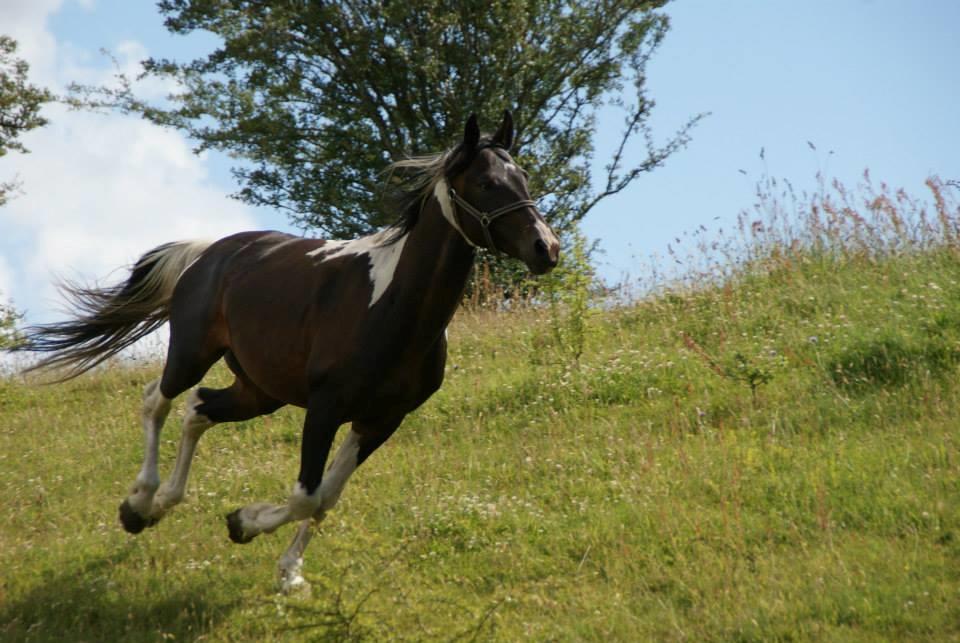 Pinto Lyvang's magic *himmelhest* billede 16