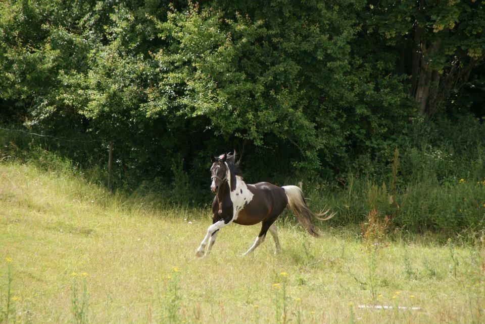 Pinto Lyvang's magic *himmelhest* billede 18