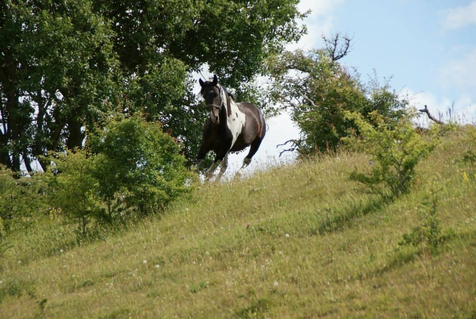 Pinto Lyvang's magic *himmelhest* billede 19