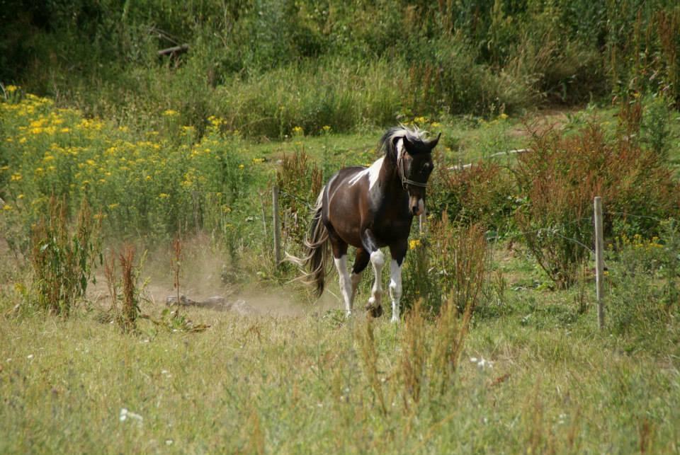 Pinto Lyvang's magic *himmelhest* billede 17