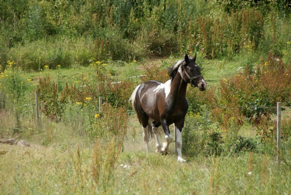 Pinto Lyvang's magic *himmelhest* billede 20