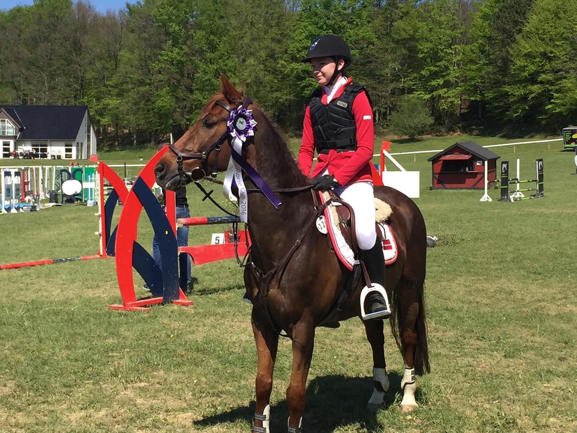 Hollandsk Sportspony Iwan A-pony - Vinder Morsø-cup 2016!! Eneste med 0 fejl<3 billede 9