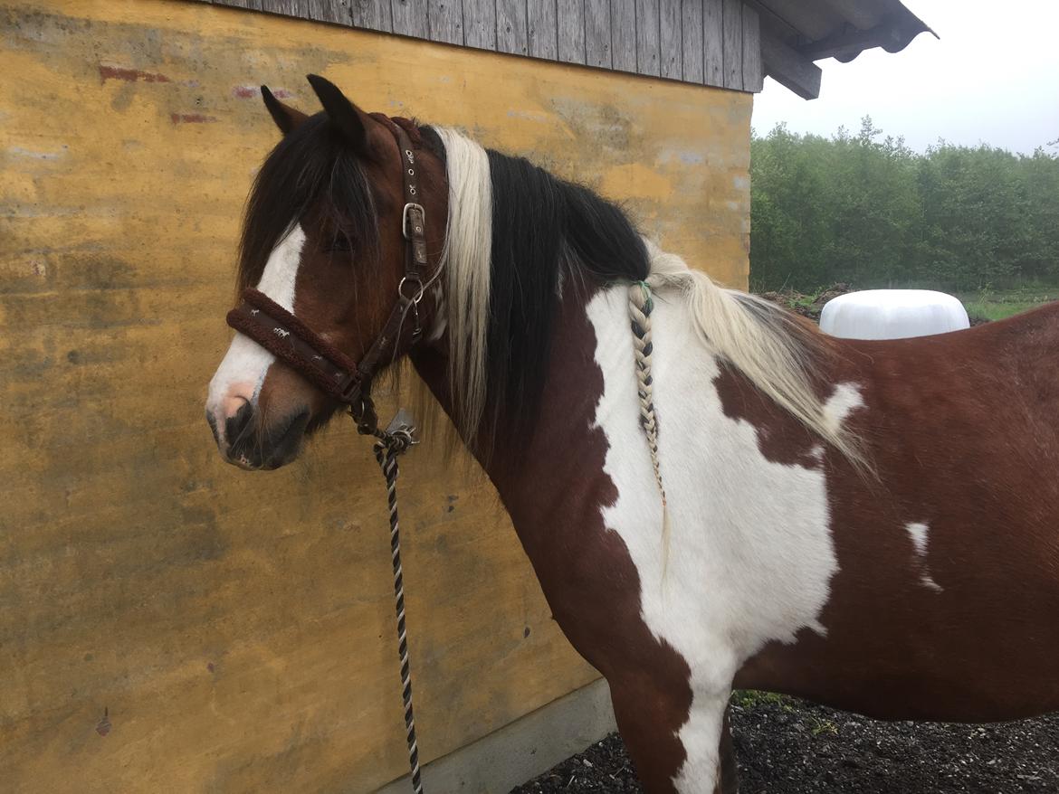 Irish Cob Crossbreed South Lady View<3 billede 28