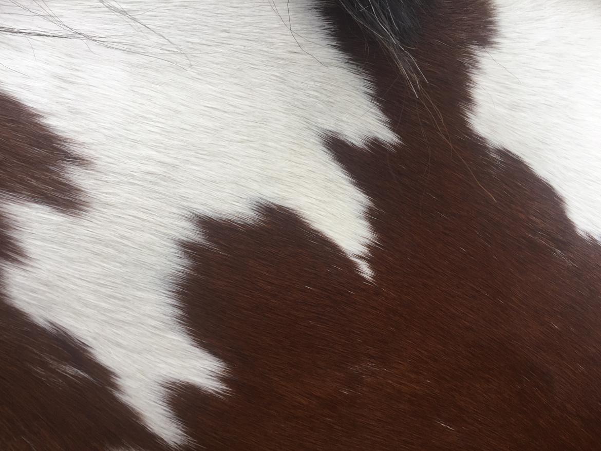 Irish Cob Crossbreed South Lady View<3 - Hendes smukke aftgninger<3 billede 29