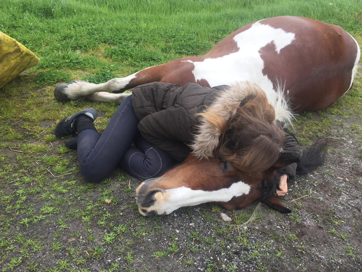 Irish Cob Crossbreed South Lady View<3 - Farvel min engel, du er og vil altid være i mit hjerte<3 billede 3