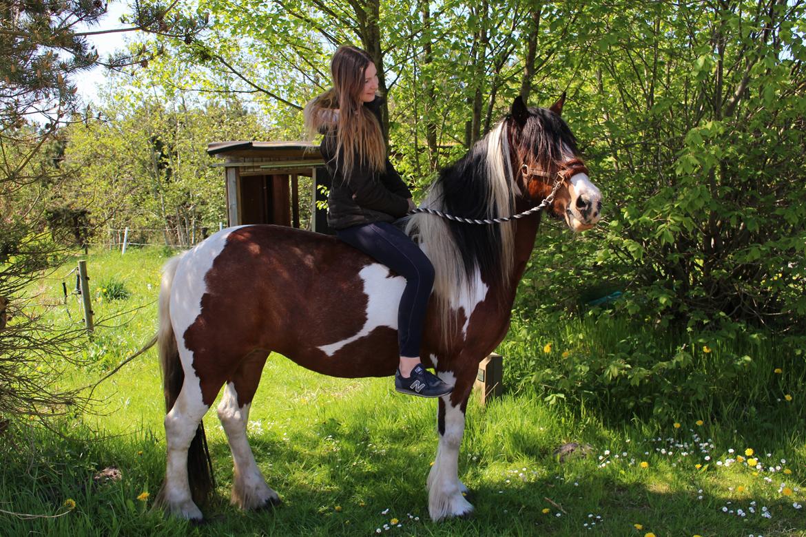 Irish Cob Crossbreed South Lady View<3 billede 31