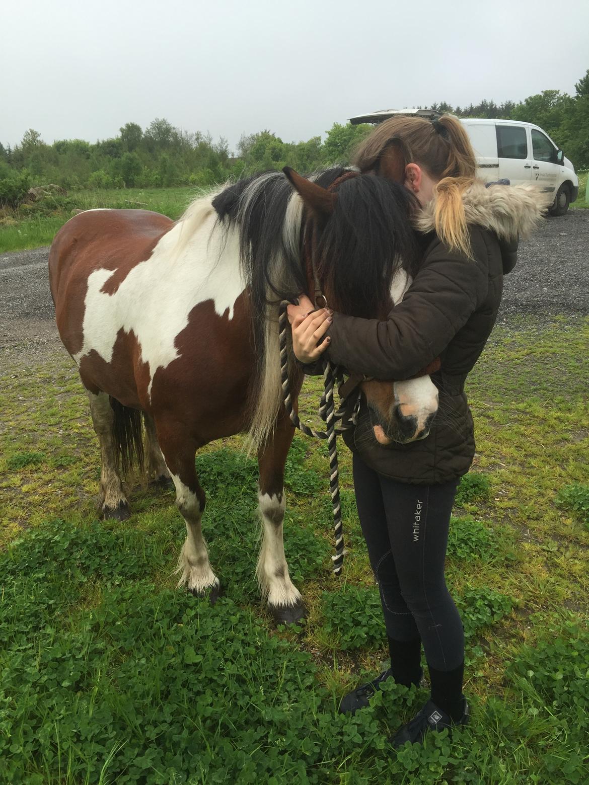 Irish Cob Crossbreed South Lady View<3 - Sidste billede inden hun fløj op til de evige græsmarker:'( billede 26
