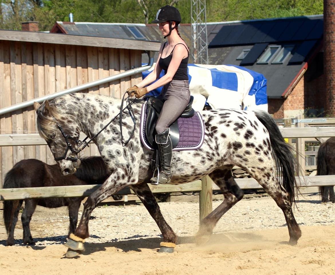 Knabstrupper Funder Nørhedes Surprise billede 41
