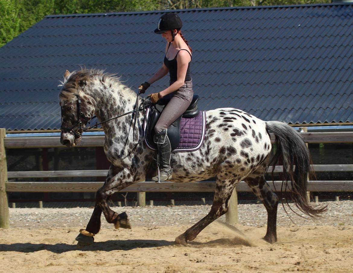 Knabstrupper Funder Nørhedes Surprise billede 44