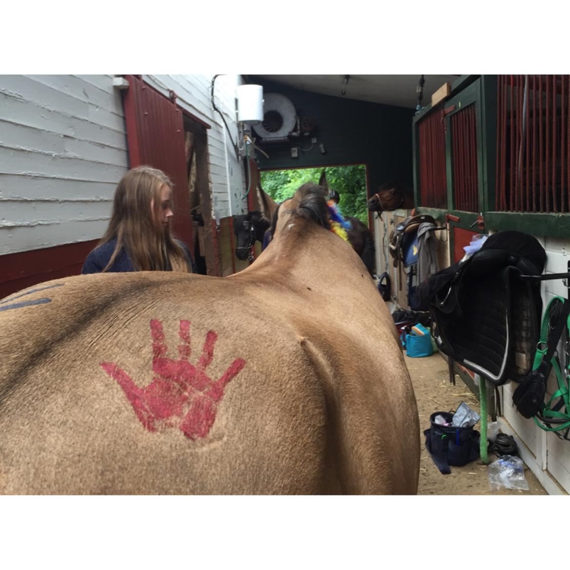 Hollandsk Sportspony Valerie billede 11