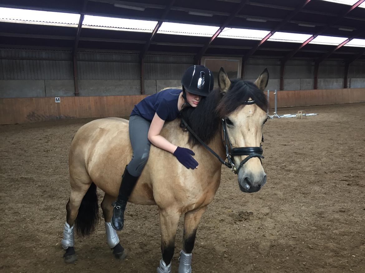 Hollandsk Sportspony Valerie billede 12