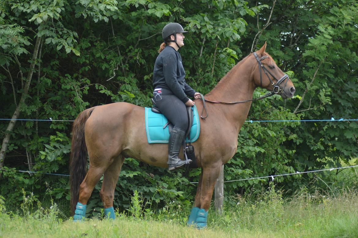 Anden særlig race Bailey - <3 billede 2