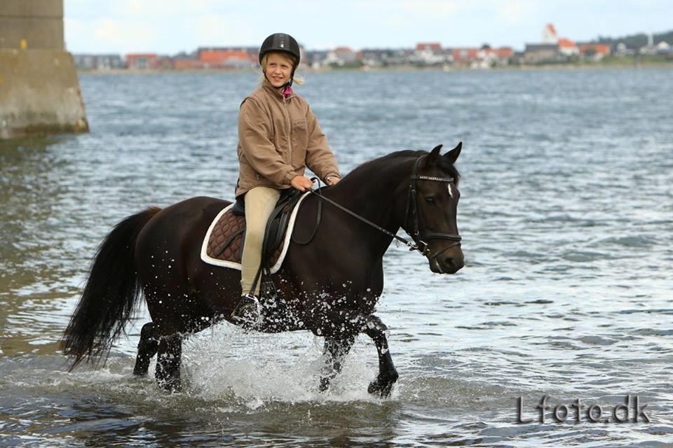 New Forest Elmholts Desiré - Rytterlejr 3. juli 2016 billede 9