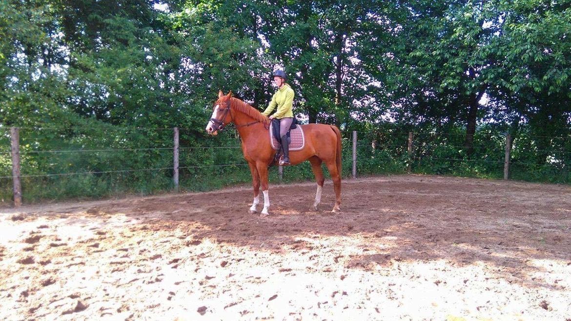 Dansk Varmblod Queenie t. - første gang jeg sidder på Queenie T og første gang hun har rytter på i 1 år billede 1