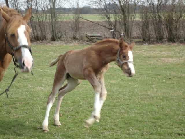 Dansk Varmblod Queenie t. - Queenie T... Billede fra avler billede 3