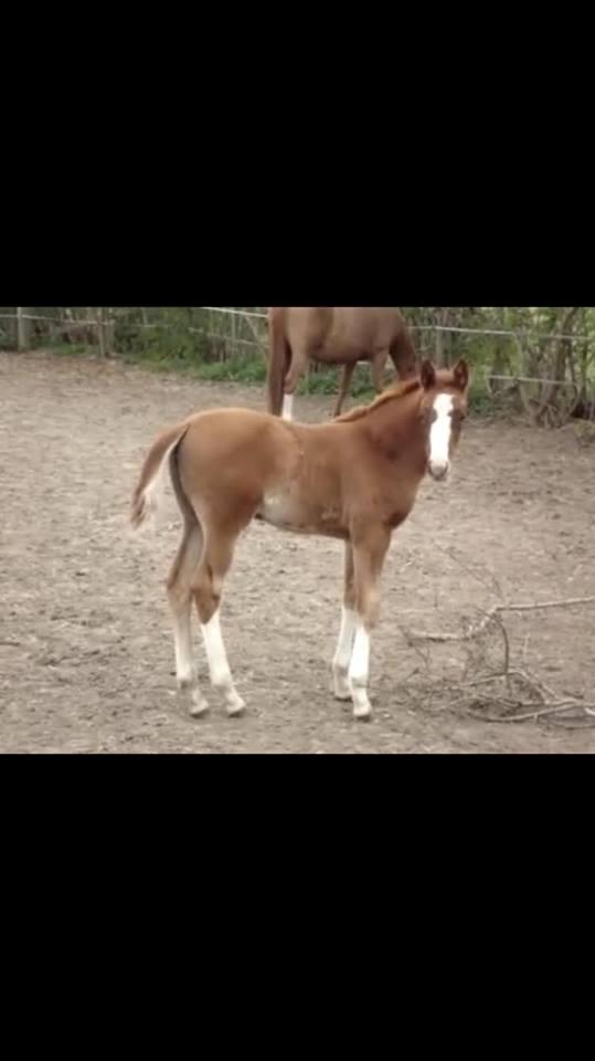 Dansk Varmblod Queenie t. - Queenie T.... Billede fra avleren. billede 4