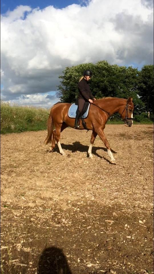 Dansk Varmblod Queenie t. - Anden gang jeg sidder på ryggen af Queenie T. og første gang hjemme ved mig selv... billede 8