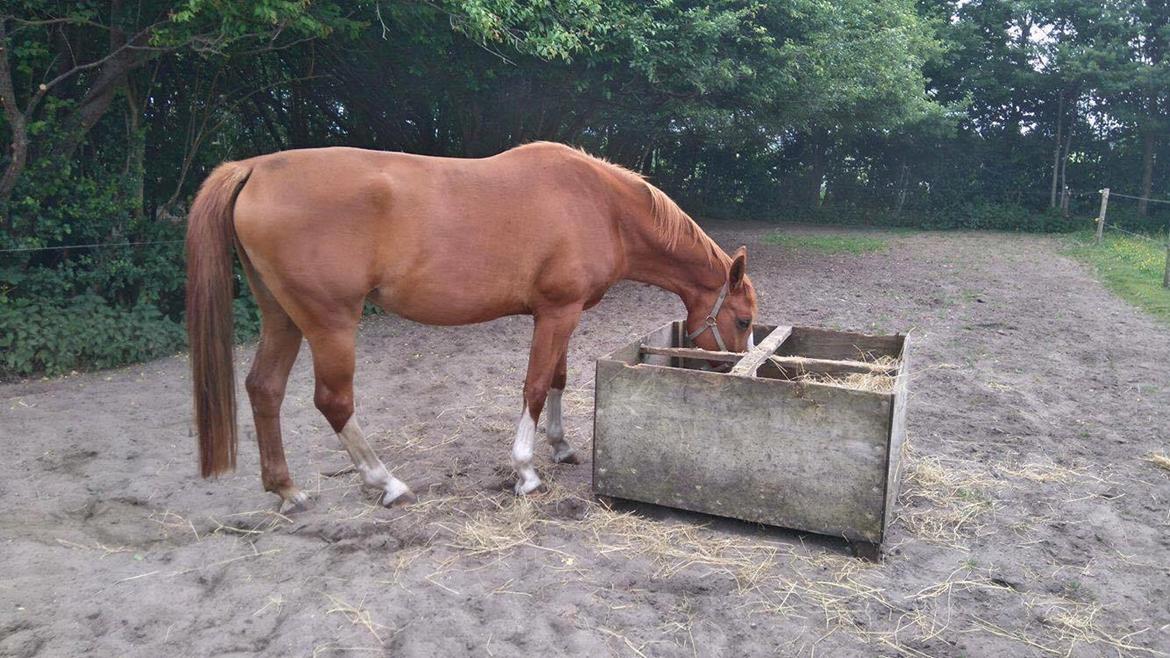 Dansk Varmblod Queenie t. billede 2