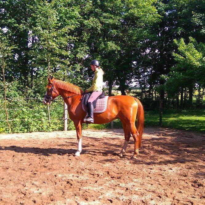 Dansk Varmblod Queenie t. billede 14