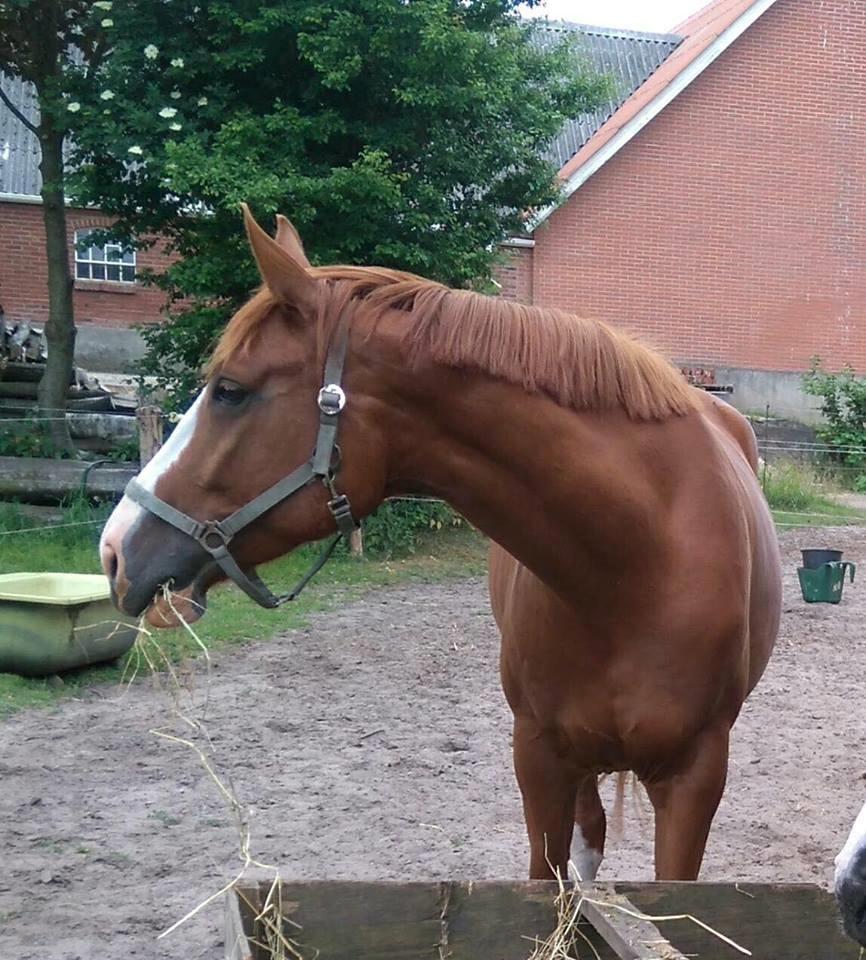 Dansk Varmblod Queenie t. billede 19