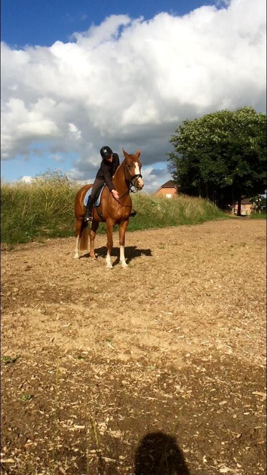 Dansk Varmblod Queenie t. - Min dejlige dame <3 billede 12