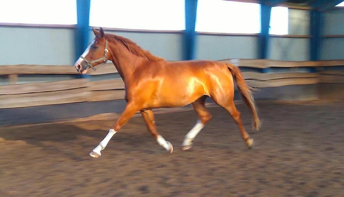 Dansk Varmblod Queenie t. - Queenie har lige været til smed og blevet sluppet løs i ridehuset hos smeden... få dage inden hun kom hjem til mig  billede 5