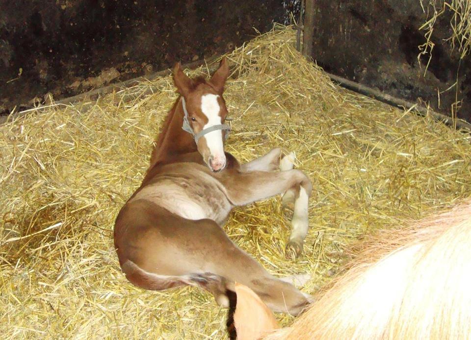 Dansk Varmblod Queenie t. - Queenie T få timer gammel... billede fra avleren billede 7