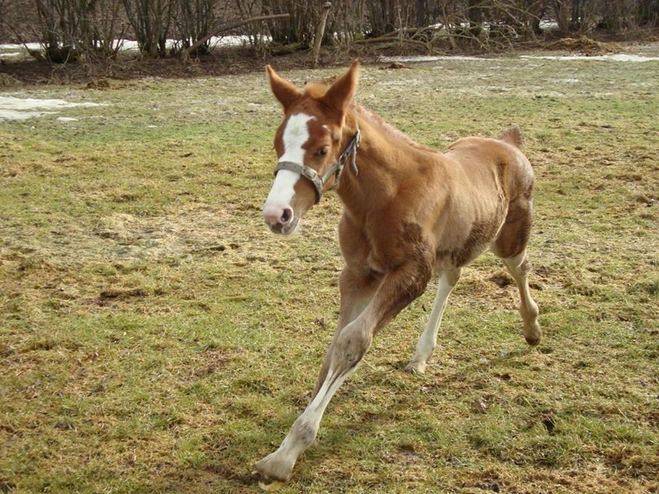 Dansk Varmblod Queenie t. - Queenie T billede fra avler billede 6