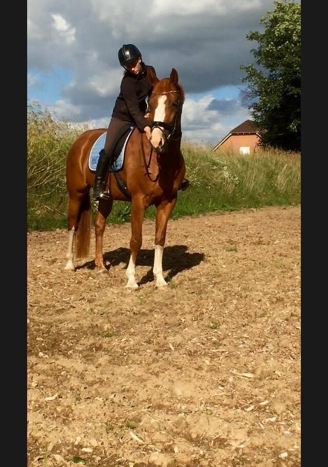 Dansk Varmblod Queenie t. - Anden gang jeg sidder på ryggen af hende. og første gang hjemme ved mig selv billede 10
