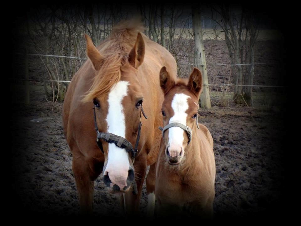Dansk Varmblod Queenie t. - Quuenie T og hendes mor Tai Tipi billede 9