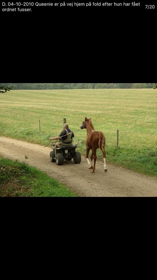 Dansk Varmblod Queenie t. - Queenie T ca. 7 måneder gammel efter og ha fået ordnet fusser... billeder fra avleren. billede 13
